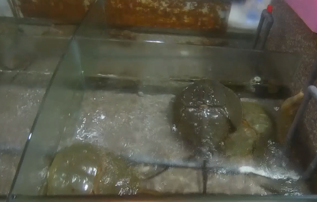 非法贩售二级保护动物中华鲎，泉州一餐馆被罚