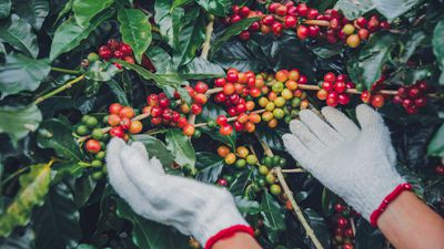 普洱宁洱：推动咖啡生产加工转型升级