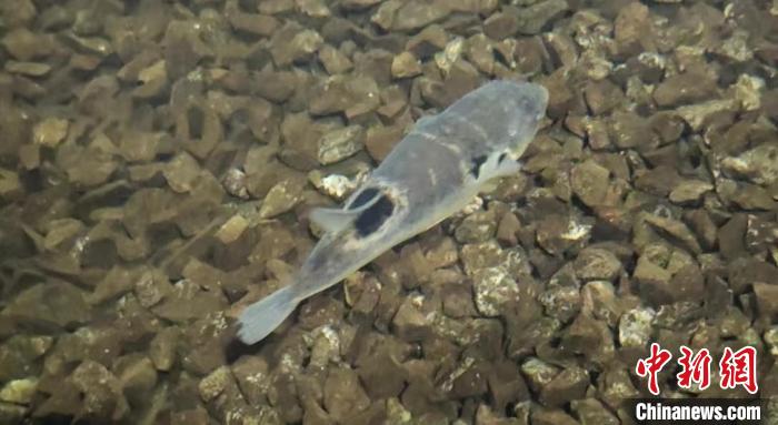 “长江三鲜”“游”上普通民众餐桌 时令美食借