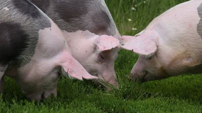 二季度生猪价格将温和上涨 下半年逐渐向好