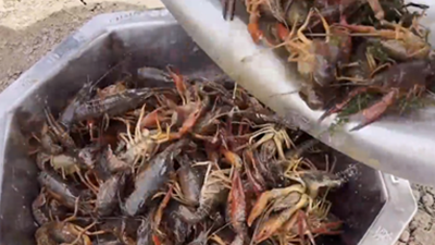 南京“菜篮子”流出死龙虾？官方：涉事企业停