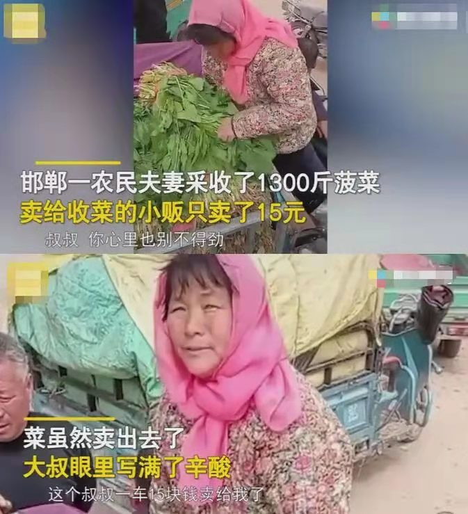蔬菜贵到吃不起,菜农却血本无归,钱到底被谁赚走了?