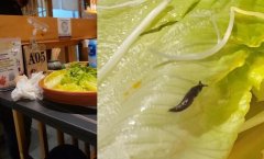 食客花376元吃寿喜锅吃出活虫？双方协商未果，