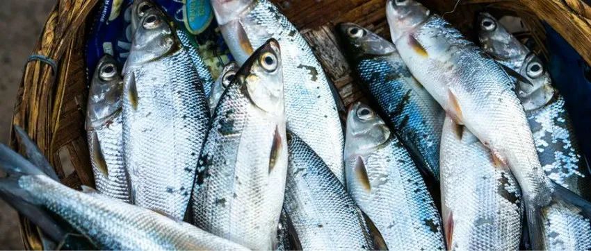 “活鱼现烤”翻红,千亿烤鱼赛道的新出路?