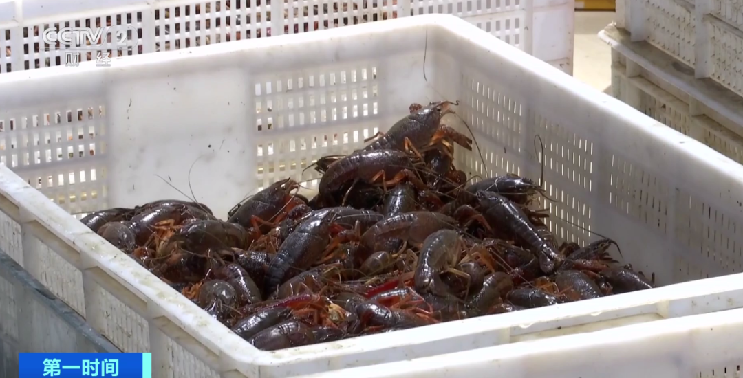 小龙虾卖出蔬菜价，昔日每斤70元，如今已跌破10元！