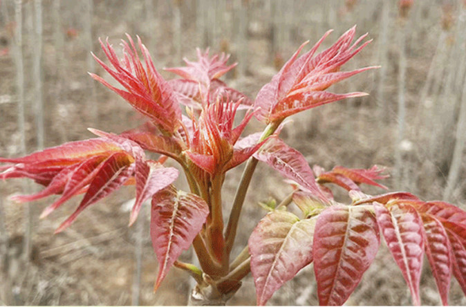 贾国龙:关于西贝,你不知道的5件事