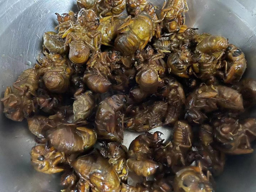 400元一斤的知了被卖疯了,昆虫美食成餐饮业的新机遇?