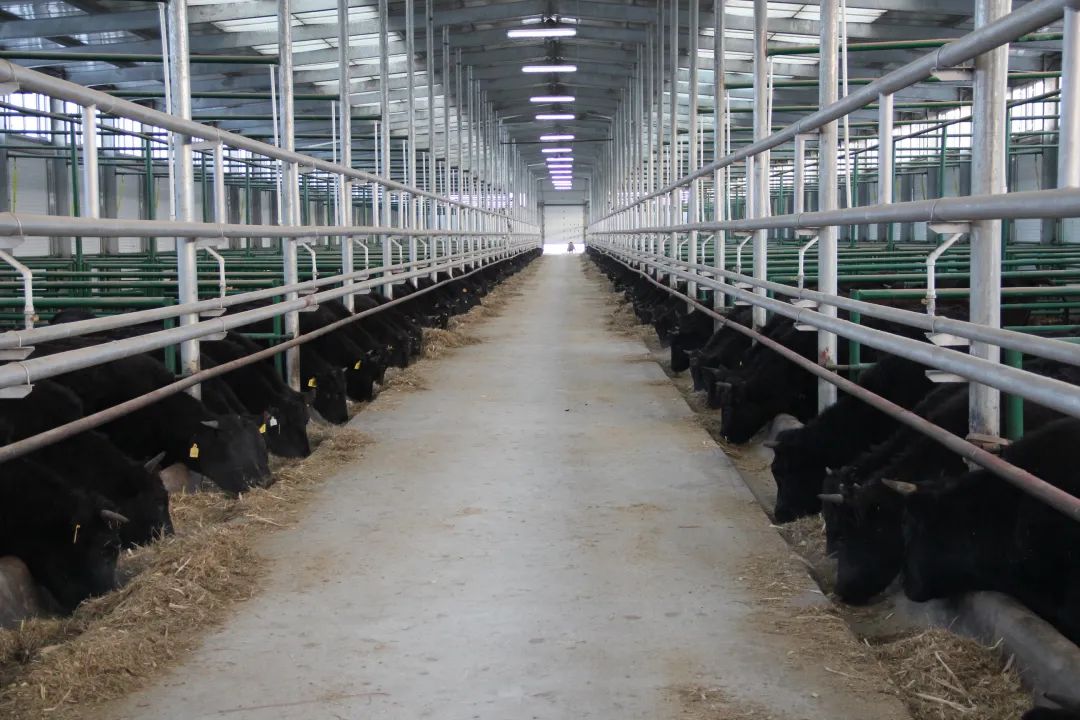 年营收超13亿，这家生产国产和牛肉的企业赢麻了！