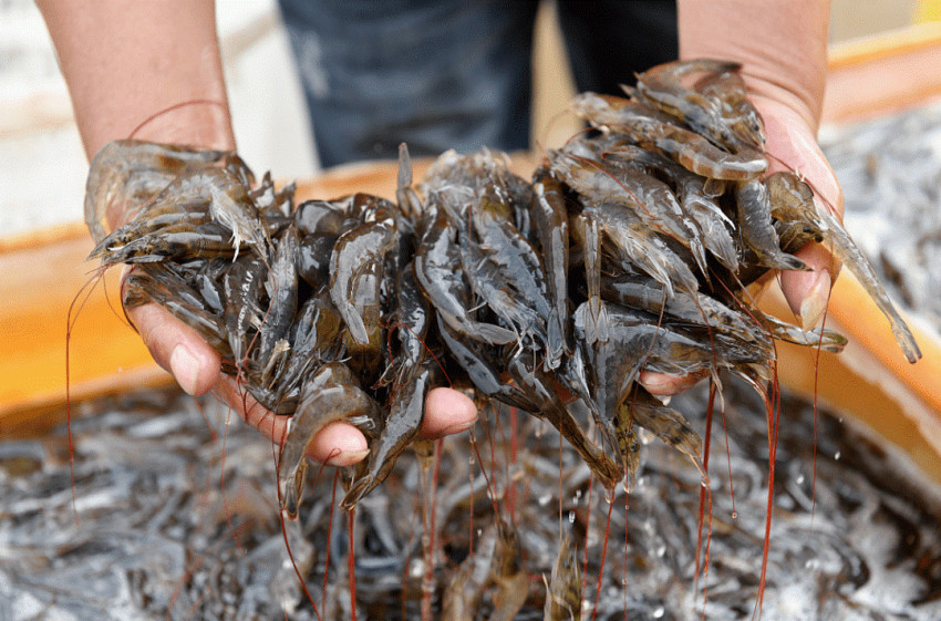 海底捞外送联名逮虾记上新