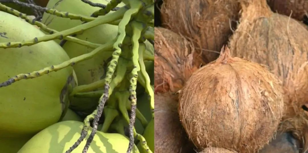 价格暴涨4000%,还供不应求!椰子水怎么这么火?