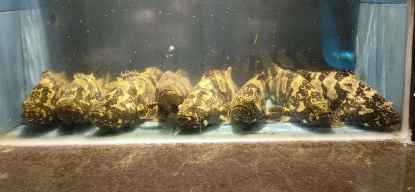 罚款10万元!深圳一海鲜餐厅因价格欺诈被停业整顿