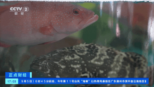 大降价!有海鲜一斤便宜20元,1000多斤梭子蟹7小时卖光!